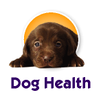 Dog Health